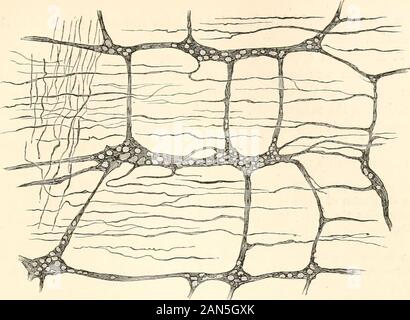 Un manuel de physiologie humaine, y compris l'histologie et l'anatomie microscopique, avec référence particulière aux exigences de la médecine pratique . un plexus dense, des groupes de cellules ganglionnaires survenant au niveau des noeuds (Fig.131). Un plexus similaire s'étend tout au long de l'ensemble de l'intestin entre couches musculaires circulaire liaisontransmission longitudinale et de l'œsophage au rectum.Les branches sont donnés hors de l'appareil musculaire. Une semblable, mais pas aussi aplexus riche se trouve dans la sous-muqueuse, plexus Meissners manteau, qui donne aux branches tosupply nmcosre la musculeuse, les fibres musculaires lisses des villosités, et theglands Banque D'Images