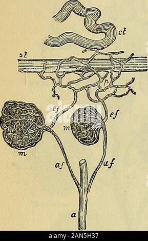 Principes du charpentier de la physiologie humaine . * Kblliker, Man. Micro. Anat., 1860, p. 408.vol. i. 1857. Isaacs, Trans, de N. Y. Acad. Med., t Drasch (Wiener. Akad. Sitz.-ber., lxxvi. p. 79) soutient qu'il y a deux formsof dans les glomérules du rein, de l'un près de la surface avec un non-capsule nucléées, l'autre partie de la médullaire nearthe rein avec une capsule nucléés. Le navire se brise le upinto efférente plexus capillaire dans l'ancienne cabane, passe dans la rectse artériole dans ce dernier.   T Le lecteur trouvera un bon résumé des opinions tenues par Virchow, Ludwig, andothers sur le cours Banque D'Images