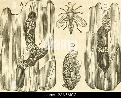 L'histoire naturelle des insectes : composé de leur architecture, des transformations, des sens, de l'alimentation, des habitudes, de collecte, de conservation et d'arrangement . ed par le miel, ou quelques glutinousfluid similaires, de la même manière, avec le xylocopaviolaceciy dont nous avons déjà décrit. Carpenter-Wasps. Comme il y a des guêpes-mason économie similaire à tomason-abeilles, y a-t-waspswhich carpenter solitaire creuser des galeries dans le bois, et leur outinto partition plusieurs cellules à l'aide de la ronger ings de thewood qu'ils ont détaché. Ofwasp ce type est du genre Eumenes. La se-bois est généralement perçue comme Banque D'Images