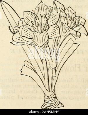 Dreer's garden 1872 Calendrier . d, rayé de blanc. Le prix, $1.50.Aussi le choix suivant nommé les variétés de l'celebratedcollection de E. H. Krelage & Son, Haarlem : AULICA. Dark crimson ; gros et fin. Le prix, $2.50 chaque JOHNSONII. Rayé rouge avec du blanc. Le prix, $2,00 chacune. PPJNCE D'ORANGE. L'orange vif ; gros. Le prix, $2,00 chacune. VITTATA. Blanc, rayé de rose foncé ; extra. Le prix, $2.00. Mira. (Jacobea Lily.) Avec crimson-velours couleur,la floraison sur le 1er juin. Les fleurs ont un plus grace-ful et charmante apparence. Prix, 25 cents chacun ; 2,50 $. perdozen YALL Banque D'Images