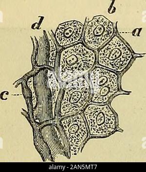 Principes du charpentier de la physiologie humaine . L'article d'un foie injecté de l'Babbit.dark conduits biliaires sont vus pour être organisés sous la forme d'un plexus,chacune des mailles de ce qui entoure une cellule hépatique avec un ortwo les noyaux. Les capillaires sont beaucoup plus large affiche également. noyaux allongés et les fibres du tissu conjonctif, à mesure qu'ils gonflent et disparaître des inweak solution d'acide chlorhydrique et de l'alcool. Au moment où l e ularducts inter-lob deviennent continus avec le réseau dans les lobules, leur diameteris très petite, ne dépassant pas 1-1-5 000e à 4000e de pouce ; et ici la Fig. 175. Banque D'Images