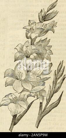 Dreer's garden 1872 Calendrier . culture isvei ir;y simple : ils s'gardenmold growin ordinaires, mais réussir mieux en bon état, la terre withwell amendés avec du fumier de cheval pourri.Les ampoules sont prises jusqu'inthn automne et placés dans un drycellar, protégé contre le gel. Une réduction de 10  %, à partir de prix catalogue sera fait, quand une douzaine de variétés sont sélectionnées. Vingt pour cent, sur onehundred variétés. Cette collection a reçu premières primes aux expositions d'thePennsylvania Horticultural Society, en 18(57, ISO, 18G9, k 1&gt;70. Glaïeul, dans Assorfments Sdection invariablement à notre. 2fo :. Xo. Prix, Banque D'Images