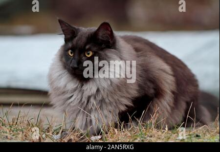 Une fumée noire beau mâle chat norvégien avec de beaux yeux bruns à l'extérieur Banque D'Images