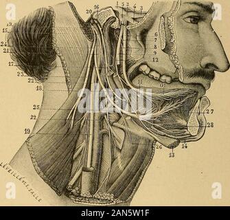 Les règles de la chirurgie aseptique et antiseptique ; un traité pratique à l'usage des étudiants et l'omnipraticien . Cependant , la variable Mode de procédure, le résultat était toujours le même, avec même pas ashade d'incertitude. L'erreur de spontaneousgeneration et la probabilité de la maladie germe theoiyof nous semblent l'inférence, et le onlyinference, qui peuvent être tirées des résultats ofnearly dix mille expériences effectuées par Pro-Tyndall, professeur au cours des deux dernières années.-Pitts-burg Telegraph. 26 D. !APPLE SUR 6- FR S OUVRAGES MÉDICAUX. L'anatomie appliquée de la nerveux . Système, Banque D'Images