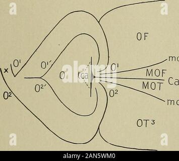 Journal officiel de l'Academy of Natural Sciences of Philadelphia . sur fig. 5, PlateXXXVII, on voit que sur cette surface mésiale symmetri-quement avancés extremi postérieur-ty de l'hémisphère est liée à une manière précise et régulière de l'occipito-frontaland lobes occipito-temporale. Dans ce cerveau de Macacus nemestrinus les fissures ont ouvert de façon à afficher plus parfaitement la symétrie de cette région, et à la fois être cican vu que le lobe occipital est pliée autour de la positionde symétriquement le fissura calcarina, qui correspond à la position de l'éminence le foundw Banque D'Images