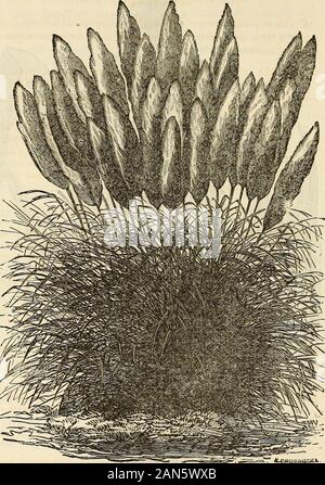 Dreer's garden 1872 Calendrier . TEITOMA TJVAKIA GKANDIPLOEA. Une magnifique plante à fleurs d'été et d'automne, avec des paysages magnifiques et statelyflower dense de pointes terminal orange-rouge riche en fleurs ; tubes connus, à partir de ses couleurs brillantes, que The ^Bed sex Poker. Hardy, avec protection. Prix, 50 cents à 1,00 $, selon la taille. Toutes les plantes fleuries.TRITOMA ROOPERII. Début et de floraison. 50 cents chacun. 104 dreers calendrier de jardin.. La Pampa GEASS. Le plus élégant de tous les graminées ornementales, produisant effet agrand sur la pelouse avec son feuillage gracieux et silveryplumes - Voir à la page. Banque D'Images