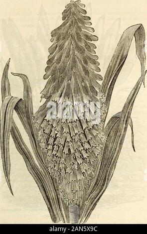 Dreer's garden 1872 Calendrier .. VEXILLARIUM. Aussi Mesopofamicum connus A. ; d'un droopingspreading habitude, les fleurs sont magnifiquement marqué, le calyxbeing écarlate, les pétales jaune d'or, bloomer, 30 cents. MYESIPHTLLTJM ASPAEAGOIDES. Mieux connue dans la culture pour Smtlax. Une plus belle montée de la plante, du Cap de Bonne Espérance, en dépassant toutes les autres dans le papier glacé, ondulé, vert profond, et grâce délicate de son feuillage,l'une des plus précieuses de toutes les plantes pour des vases ou pendaison bas-kets. Pour les fleurs, surtout pour les couronnes, considérée comme indispensable par tous les fleuristes. Prix 30 cen Banque D'Images