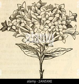 Dreer's garden 1872 Calendrier . habitude.Starlight. Tube et sépales blanc cireux ; corolle très longue, rosv-lac : amende.*TOUR DE LONDRES. Scarlet sépales ; gros, double, corolle pourpre.WAR EAGLE. Sépales recourbés, large, riche carmine bien panded ; ex-corolle, à l'its*eaked avec rose.^WARRIOR QUEEN. Feuillage vert clair ; corolle large, double mauve. CHmiSE hibiscus, de petits arbustes ; certaines variétés avec grand lit, et otherswith fleurs simples, blooming librement durant les mois d'été, et d'amende pour décoration de jardin dans des situations semi-ombragé.HIBISCUS SINENSIS VARIEGATA. Feuillage jaune tacheté de flo  ; Banque D'Images