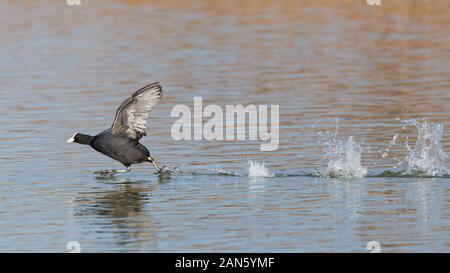 L'un noir oiseau Foulque (fulica atra) tournant sur la surface de l'eau Banque D'Images