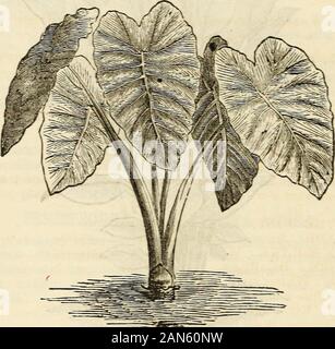 Dreer's garden 1872 Calendrier . OANNA, OE INDIAN SHOT PLANTE. Prix, 25 cents chacun ; $2,50 par douzaine, Cannas sont pour notre climat une classe particulièrement approprié de plantes,tout autant pour leur feuillage ornemental que pour leur beautifulspikes riche de jaune, rouge, orange et fleurs pourpres. LuTEA. Jaune.LiMBATA. Crimson Light.spectabilis. Jaune & crimson,Warscewiczii. Zebrina.rouge sang. Beau feuillage. 50,MuTABiLis. Jaune. AuRANTiACA. Orange.CocciNEA. Scarlet.CuBENsis. Le rouge et jaune.GiGANTEA. Jaune-orange.glauca. Couleur jaune paille.Indica. Jaune et rouge. 88 dreers calendrier de jardin. WIGANDIA Banque D'Images