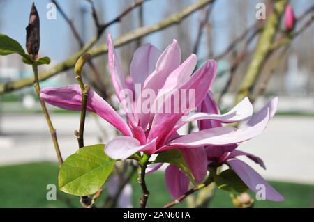 Magnolia Blossom. Magnolia Susan, fleurs roses Banque D'Images