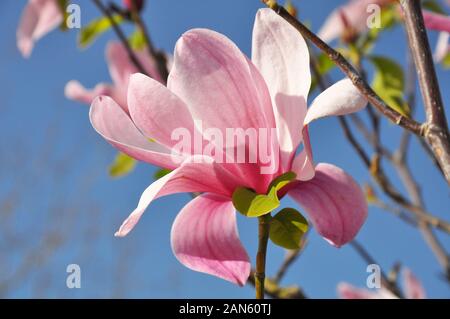Magnolia Blossom. Magnolia Susan, fleurs roses. La floraison du printemps contre le ciel bleu. Banque D'Images