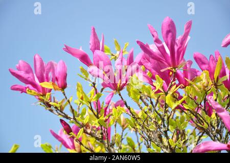 Magnolia Blossom. Magnolia Susan, fleurs roses. La floraison du printemps contre le ciel bleu. Banque D'Images