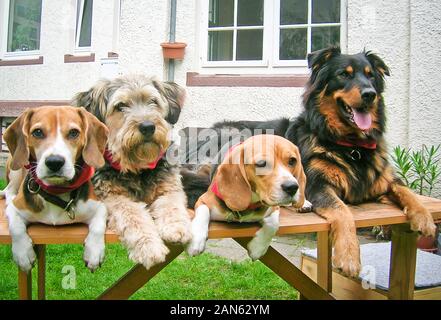 Quatre chiens différents et doux, assis ensemble, à l'air mignon Banque D'Images