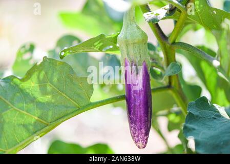 Dans le jardin d'aubergine / violet aubergine aubergine bio frais plante croissant sur arbre dans farm Banque D'Images