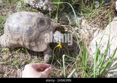 Tortue TBig à Athènes, Grèce, les fleurs jaunes. L'alimentation d'une tortue. Banque D'Images