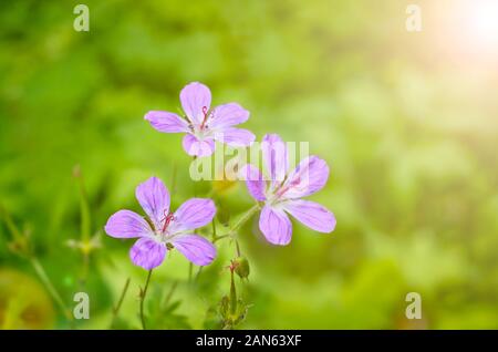 Forêt de Fleurs de géranium (Geranium sylvaticum L.) - une plante médicinale. Arrière-plan flou sélectif et soft focus. Banque D'Images