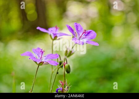 Forêt de Fleurs de géranium (Geranium sylvaticum L.) - une plante médicinale. Arrière-plan flou sélectif et soft focus. Banque D'Images