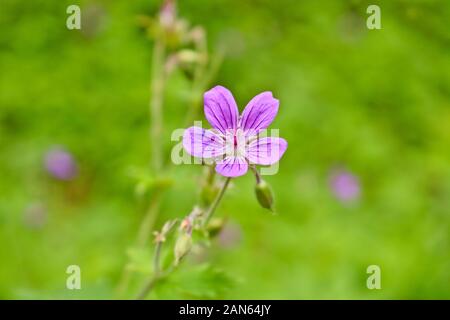 Forêt de Fleurs de géranium (Geranium sylvaticum L.) - une plante médicinale. Arrière-plan flou sélectif et soft focus. Banque D'Images