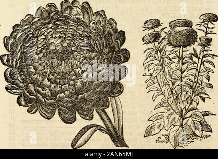 Dreer's garden 1872 Calendrier . Aster en piquants. Demi-grandeur nature. Aster Rose. Demi-grandeur nature.. Paeonia-flore Aster.-Hall grandeur nature. Aster Victoria.-1-10 grandeur nature. dreers calendrier de jardin. 43 p. AQUILEGIA, {Columbine) double mixte, les variétés fines 10 •* ** * ** ** 5 unique Argemone mexicana. Pavot jaune-comme flowere, hardy... 6ASTER. (La Reine Margaret.) L'un des plus populaires de andeffective notre jardin favoris, produisant dans profusionflowers où richesse et variété de couleurs sont combinedwith le plus parfait et belle forme : c'est indispensablein chaque jardin ou le plaisir sol Banque D'Images