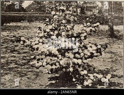 P.JBerckmans Co : 19041905 . ant pour murs de la mer. Gallica. Glaucousgreen lumière feuillage, fleurs rose en été. Plumosa ou Japonica. De medi-um ; hauteur très andfeathery feuillage gracieux ; une amende. (VIBURNUM Opulus) Boule Sterilis (Commun) boule de neige. Produit de grandes fleurs blanches en clustersof globulaire avril ; une oldshrub préférés. 25 cents chacune, 2 $ pour 10, 15 p. 100. Opulus (Cranberry Bush). Producesred les baies à l'automne. 25 cents chacune,$2 pour 10. Plicatam (Snowball) japonais. Abeautiful variété de debout, bushygrowth ; produit des chefs d'écoulement blanc-ers en grande profusion. Bien superiorto e Banque D'Images