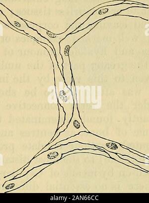 Principes du charpentier de la physiologie humaine . Plexus capillaire dans une partie du site web d'un Frogsfoot, grossie 110 diamètres.-a, tronc d'idées ; b, b,ses branches ; c, c, les cellules pigmentaires. Circulation DU SANG DANS LES CAPILLAIRES. 327 Fig. 155.. Banque D'Images