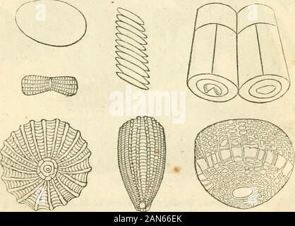 L'histoire naturelle des insectes : composé de leur architecture, des transformations, des sens, de l'alimentation, des habitudes, de collecte, de conservation et d'arrangement . d'InsectArchitecture. IJNTRODUCTION. 19 Dans les descriptions qui nous donne d'InsectArchitecture, on doit employer le moins possible ; et wordsas techniques telles que nous ne pouvons pas éviter, weshall bien expliquer à leur place : mais, depuis notre subjectchiefly se rapporte à la reproduction des insectes, il peut-être utile à de nombreux lecteurs d'introduire ici une briefdescription des changements qu'ils subissent. C'était de vieille estime que les insectes ont été producedspontaneously Banque D'Images