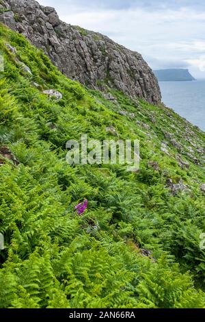 Neist Point Lighthouse, champs, falaises, et des moutons sur l'île de Skye en Écosse. Banque D'Images