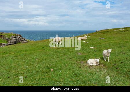 Neist Point Lighthouse, champs, falaises, et des moutons sur l'île de Skye en Écosse. Banque D'Images