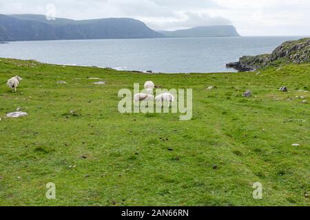 Neist Point Lighthouse, champs, falaises, et des moutons sur l'île de Skye en Écosse. Banque D'Images