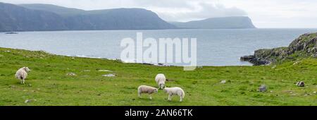 Neist Point Lighthouse, champs, falaises, et des moutons sur l'île de Skye en Écosse. Banque D'Images