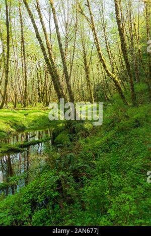 Le Quinault River serpente à travers la forêt Nation Olympique, Washington, USA Banque D'Images