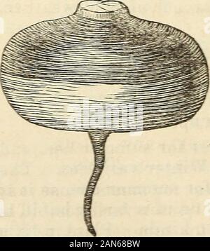 Dreer's garden 1872 Calendrier . r panais. Rouge Long WiirtzeL Mangel, début 3cr.rlot Glive. Mauve, ou Esd Haut navet. Eubbard au squash. De nouvelles variétés, voir page 30. DREER S^CALENDRIER JARDIN TOMATE 25. Tomate, FK. Tomats, Span. Liebes Apfel, Gek. Très tôt, Rouge par oz. 40 cts. Grand Jaune, pour les pré- Ctkneral Grant, 50 * servant, par oz 40 cts. TiLDEN, ** 40 * prune jaune, pour les pré- cuisiniers favori, * 40 ^ servant, par oz 40 eta. Fejee Island, ^r"&Lt ; ?, &Lt ; 50 Cherry, Ked et jaune, grand, rouge lisse * 25 pour préserver, par oz. 50 cts. Philada. Marché, * 5(J * le plus tôt est souhaitable uniquement Banque D'Images