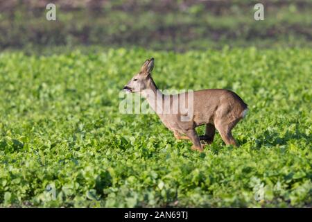 Une femelle Chevreuil (capreolus) traversant le terrain agricole Banque D'Images