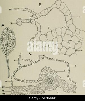 American journal of pharmacy . atest intérêt et devrait beborne à l'esprit par des étudiants et travailleurs en pharmacognosie pratique. Toute la surface de la feuille de digitale est très caractéristique, étant moreor moins elliptiques et la partie inférieure s'étendant dans le pétiole(Fig. 1). La marge est crénelée irrégulièrement mais la plus char-acteristic caractéristique est la nervation. À partir de la veine centrale prolonger un certain nombre de veines proéminentes de premier ordre qui s'écartent à anglesof vingt à quarante-cinq degrés, qui sert à distinguer, dans lequel inula itfrom les angles entre les nervures principales et la nervure principale sont de soixante Banque D'Images