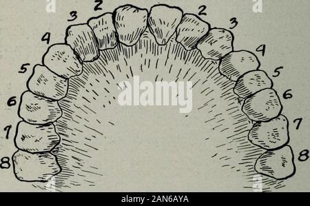 Soins Et L Alimentation Des Nourrissons Et Des Enfants Un Texte Livre Pour Infirmieres Fig 27 Les Dents De Lait Ou Temporaires 1 L Incisive Centrale 2 3 L Incisive Laterale œil