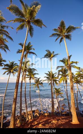 Des cocotiers sur une île tropicale au lever du soleil, au Sri Lanka. Banque D'Images