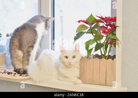 Un chat angora blanc avec un regard expressif se trouve sur une fenêtre avec une fleur rouge sur l'arrière-plan d'un autre chat gris. Banque D'Images