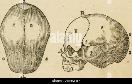 La Matrone d'entretien de sage-femme, et les maladies des femmes pendant la grossesse et à childbed .. . De la tête. La tête est la partie la plus importante, parce que c'est la plus grande, et habituellement présente en premier. Il s'agit d'thereforenecessary pour décrire pleinement, et avec une consultation de son importance, dans les premières étapes du travail,comme la partie à laquelle le poste est généralement déterminée. XXIV LA PLAQUE. La tête est généralement divisé en le crâne, ou qu'partwhich contient le cerveau, et le visage. Les os du crâne.-Ces sont au nombre de sept, à savoir, deux os frontaux, ou ceux qui font le front ; Banque D'Images