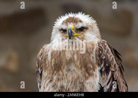 Portrait d'un Héliaca d'Aquila - betterconnu sous le nom d'aigle impérial de l'est. Oiseau de proie. Arrière-plan neutre. Banque D'Images