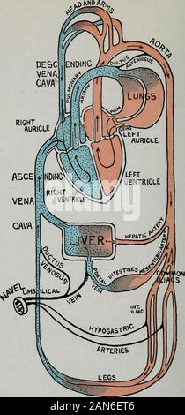 Soins et l'alimentation des nourrissons et des enfants ; un texte-livre pour infirmières . ARTEfilAL BLOODP^ J'ai du sang veineux Fig. 8.-Diagramme de circulation les bébés avant la naissance.. [ J'BLOODFig veineuse artérielle. 9.-Diagramme de nourrissons pratique après la naissance. Anatomie et physiologie 15 SlINAL LE CANAL Le canal s'étend tout au long de la colonne vertébrale jusqu'à la fin des vertèbres sacrées. La moelle épinière, qui est contenue dans thecanal, et qui sert à le protéger contre les blessures, n'a pas extendbeyond vertebne et le soutien lombaire il se termine dans un pack ofnerves connu sous le nom de la queue de cheval. Foramina.-entre le ve Banque D'Images