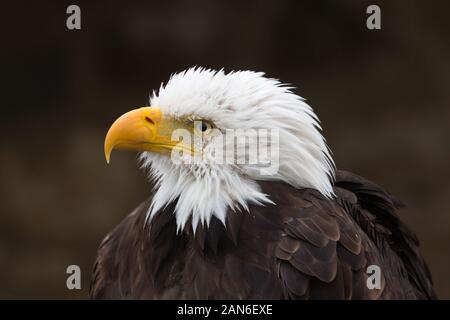Profil de la tête d'un aigle chauve regardant vers la gauche. Point mort rond. Portrait d'un animal majestueux. Symbole national des États-Unis. Banque D'Images