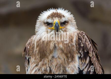 Aigle impérial de l'est regardant dans la caméra. Nom latin: Aquila héliaca. Portrait isolé avec partie supérieure du corps et détails de la tête. Banque D'Images