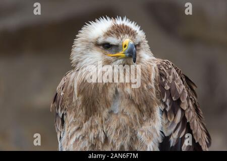 Vue rapprochée sur l'aigle impérial de l'est en tournant sa tête vers la droite. Nom latin: Aquila héliaca. Plumes blanches et brunes. Vue détaillée sur la tête. Banque D'Images