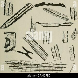 American Journal de Pharmacie . La section D, nearendodermis montrant cellules endodermiques avec parois radiales ou Casparyan subérisé spots (e), endo-résine cutanée canal (o), et de parenchyme (p). E. section de tige souterraine ou rhizomeshowing un groupe de fibres libériennes (6), ou la grille leptome (/), et le parenchyme (p). F, un orstone sclérotique cellule. G, le parenchyme avec cristaux d'inuline sphero adhérant aux parois. H, membrures longitudinales-nal montrant diverses formes de trachée ou de navires ; d, double spirale ; a. ; r annulaire, withsimple pores ; p, parenchyme adjacent. Am. Jour. Pharm.Juillet, 1911. Pharmacognosie o Banque D'Images