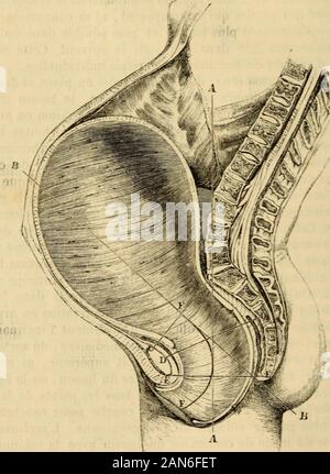 Manuel des accouchements et des maladies des femmes grosses et accouchées : contenant les soins à donner aux nouveaux-nés . ntée par la colonne sacro-coccygienne. Quiirésulte Linclinaison du mode de branchement du bassin avec la colonne verte-ibrale nest pas complètement , invariable lattitude du tronc , onu[certain degré de flexibilité de la colonne lombaire peuvent la faireivarier. Elle offre aussi des modifications individuelles proches 22 TRAITÉ DOBSTÉTRIQUE. aux variétés de formes du bassin , au plus ou moins de saillilangle sacro-vertébral, au plus ou moins de courlmre lagion de lombaire Banque D'Images