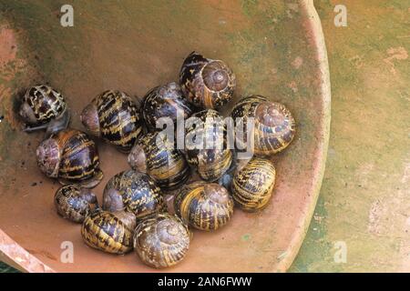 Escargots de jardin Helix aspersa sur un pot à fleurs en terre cuite Banque D'Images