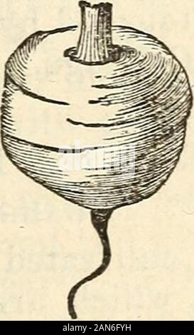Dreer's garden 1872 Calendrier . Betterave rouge sang, Long. Les choux de Bruxelles. Début court avertissement carotte. Pour de nouveaux légumes, voir page 30. 12 dreeks gakden calendrier. La betterave, 10 cts. par oz. JBetterave, Fr. Bettarac/a, Span. Eothe riibe oder Runkel, Gee.ExTEA-Début de Bassano. S^iooth depuis longtemps, ou de sang (Eadisb Simons Ex. Début de rouge. En forme.) Début Blood-Red navet. La Bette à carde, longue demi-sang. La Silésie, ou du sucre. Long Blood-Red. Rouge longue Mangel Wurtzel. Globe jaune Mangel Wurtzel. Les cinq premiers nommés, sont estimés pour la meilleure utilisation de la table. Indrills semer d'avril à juin ; éclaircir les plants à se tenir six ou eigh Banque D'Images