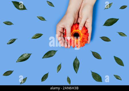 Carte avec gerbera orange dans les mains des femmes sur fond bleu entouré de feuilles vertes. Mise à plat, vue du dessus, copiez l'espace. Banque D'Images