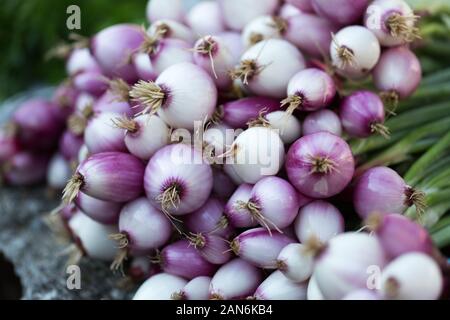 Vue rapprochée sur un bouquet d'oignons blancs. Frais de vente sur un marché agricole. Légumes crus sains. Ingrédient de nombreux repas différents. Banque D'Images